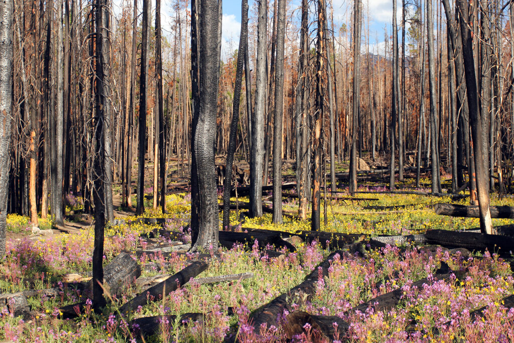 Burned Trees & Wildflowers Buffalo Mountain Colorado