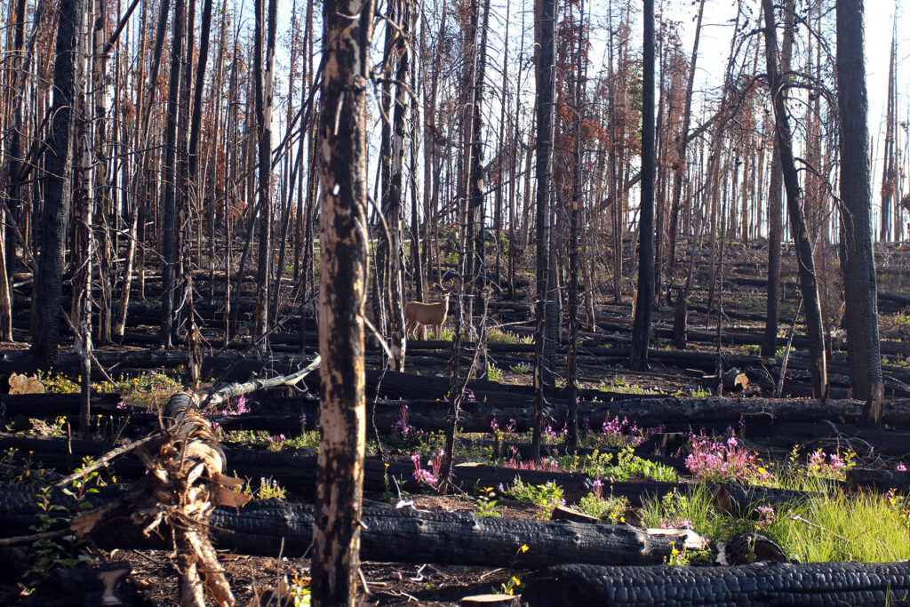 DDeer, Burned Trees & Wildflowers Buffalo Mountain Colorado