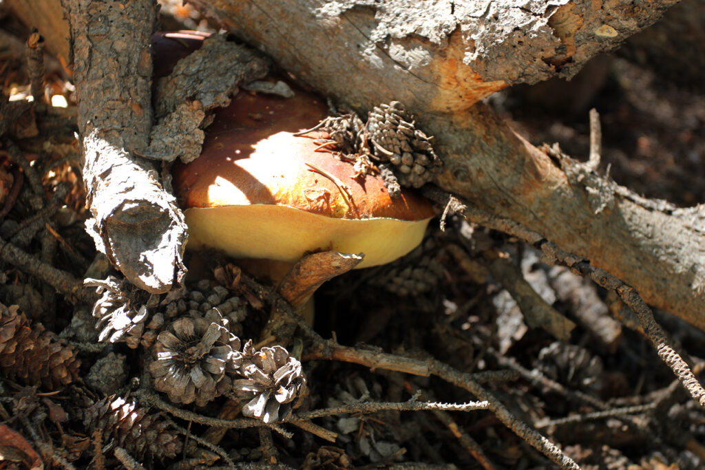 Giant Mushroom on Herman Gulch Hike in Colorado