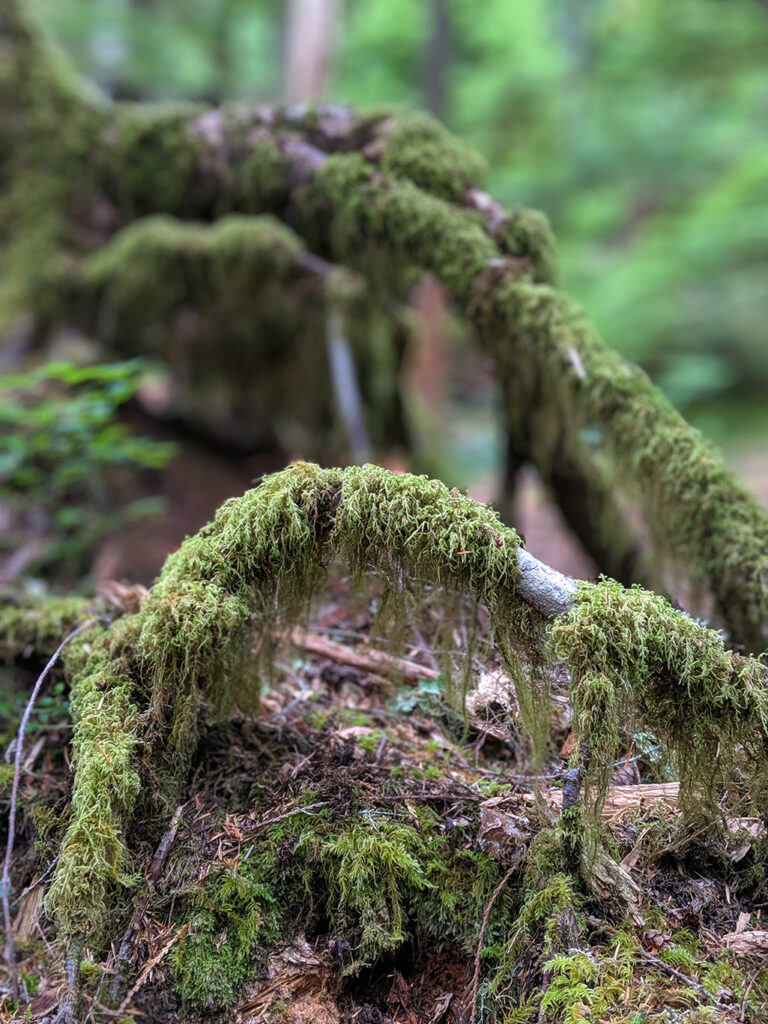 Mossy Tree Roots in Mount Rainier National Park