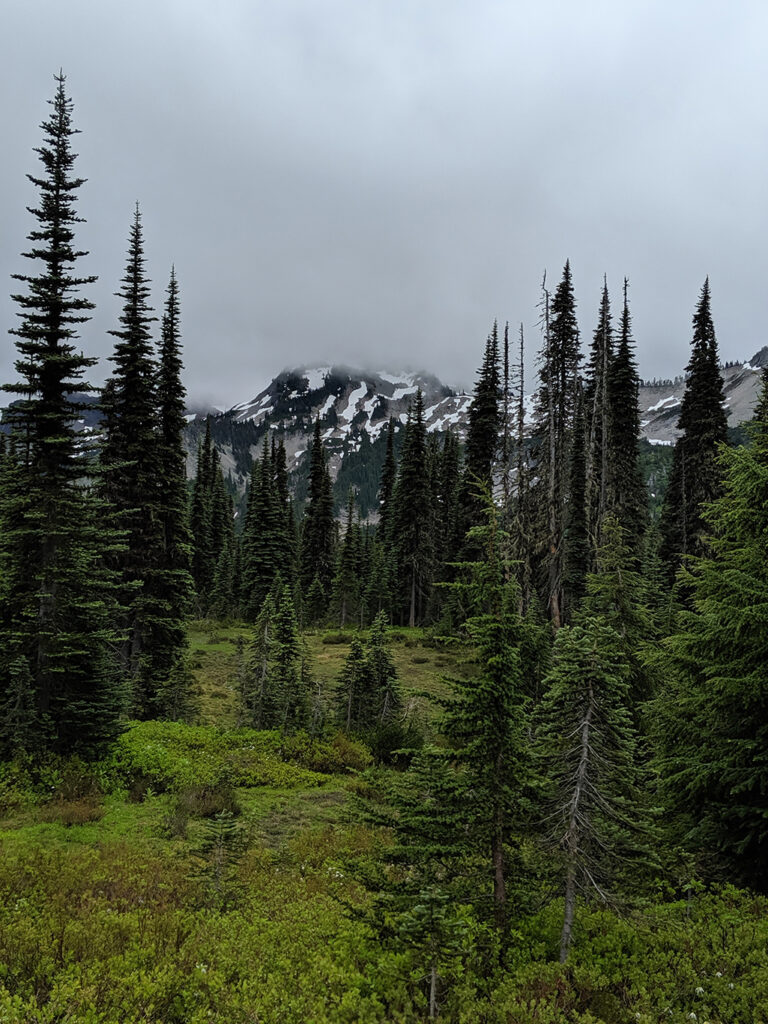 Misty Meadow & Mountain Views at Mount Rainier National Park