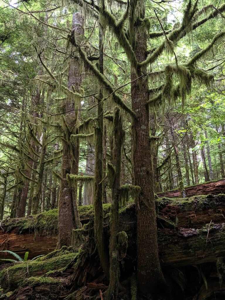 Mossy Trees in Paradise Area of Mount Rainier National Park
