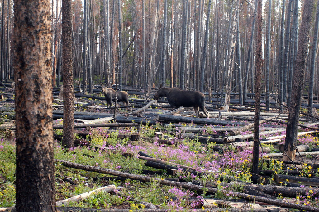 Mother Moose & Calf in Colorado