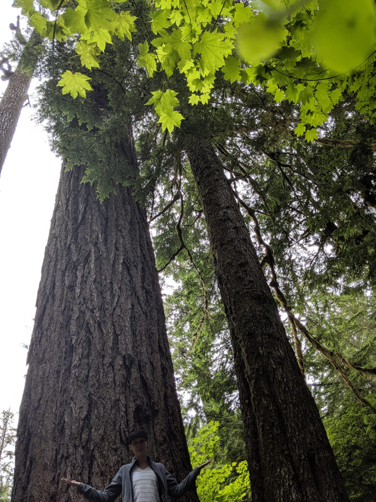 850-Year-Old Old Forest Growth Firs & Cedars in Mountain Rainier National Park