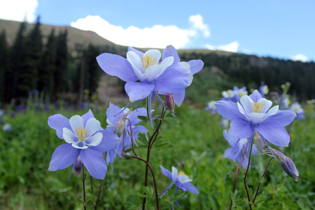 Purple & White Wildflowers on Herman Gulch Hike in Colorado