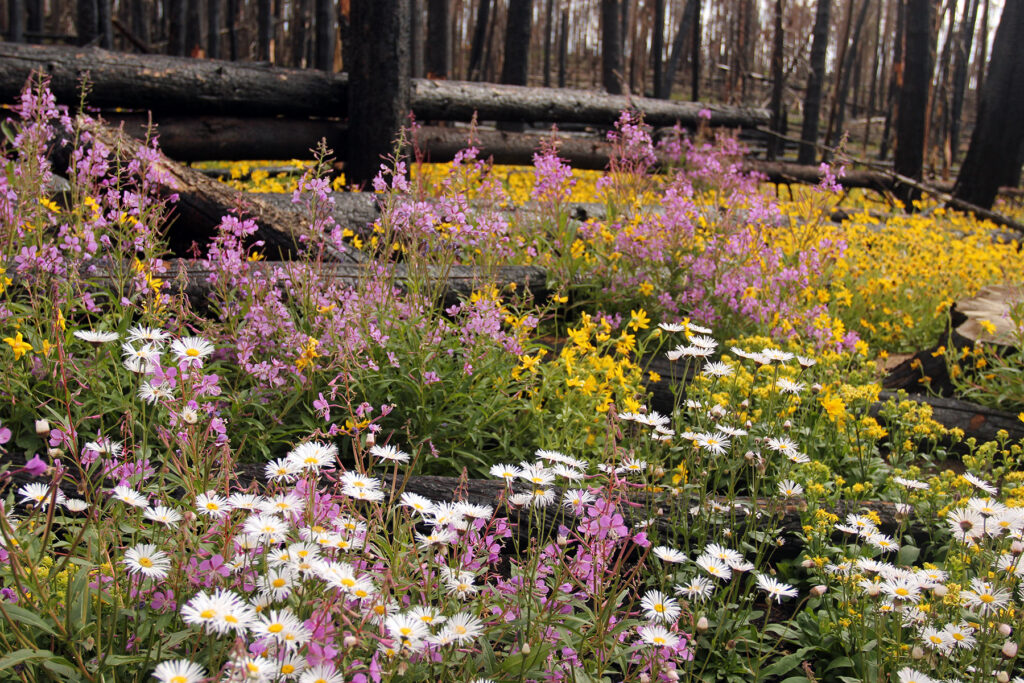 Burned Trees & Wildflowers Buffalo Mountain Colorado