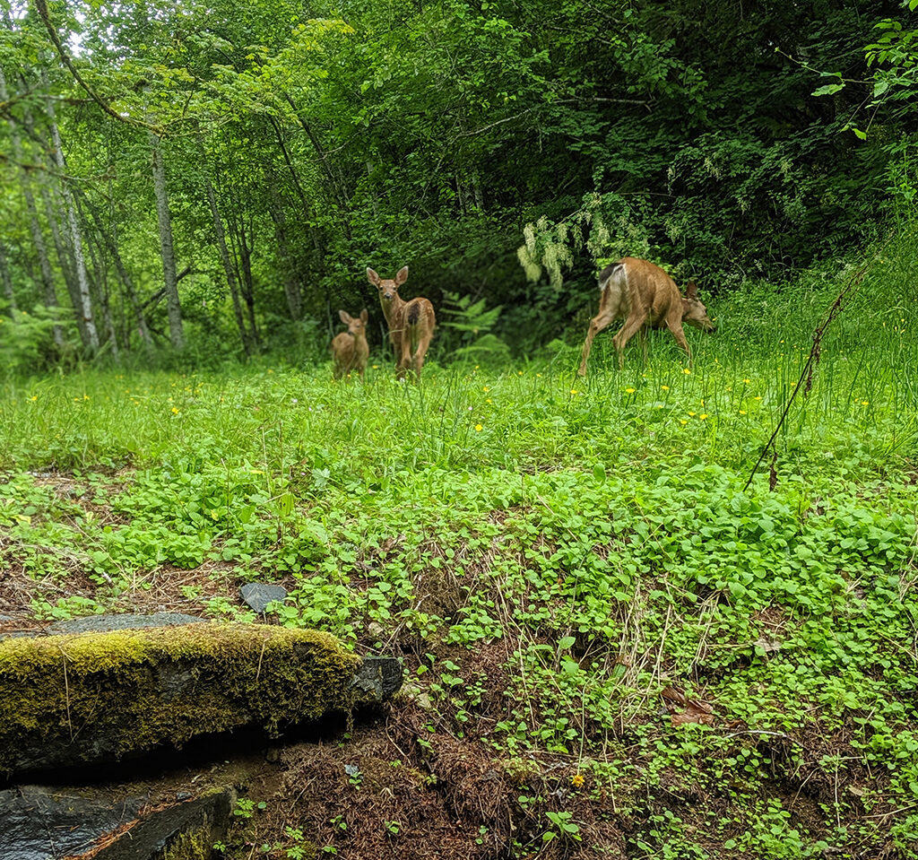 Deer at HomeAway Cabin in Ashford, WA