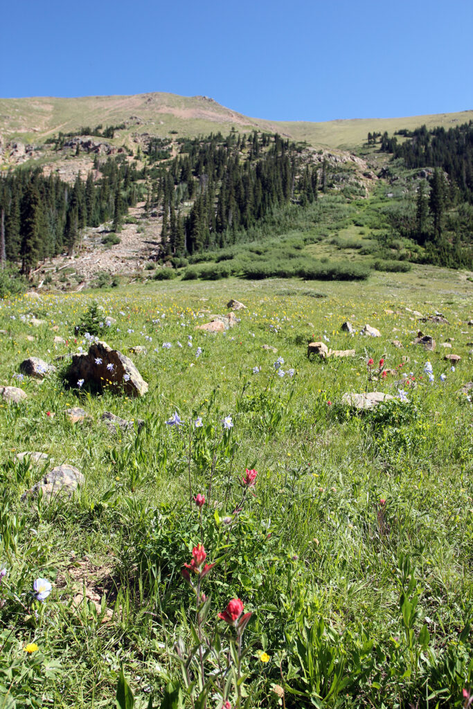 Sub-Alpine Wildflowers on Herman Gulch Hiking Trail