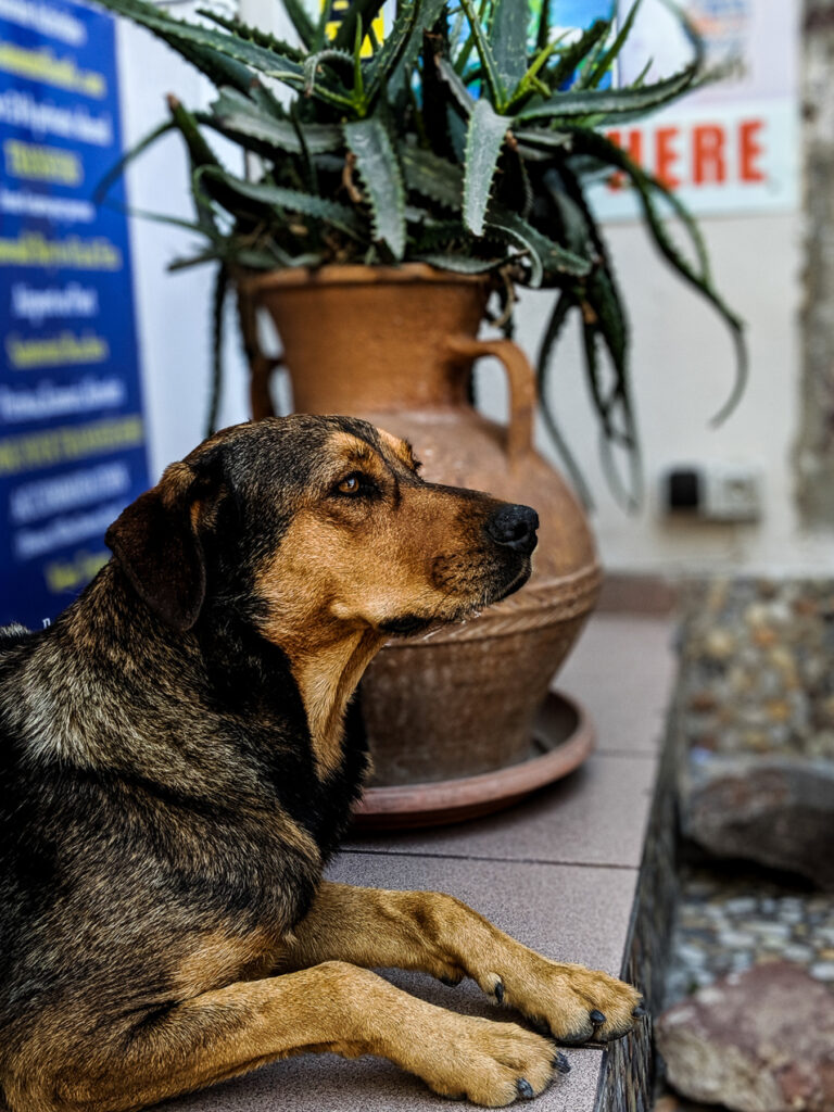 Dog at Oía Bus Station in Santorini, Greece