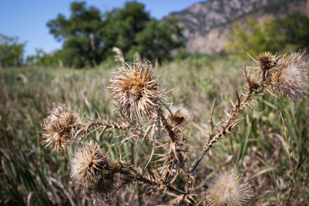 Foliage - Cheyenne Mountain State Park - Colorado Springs