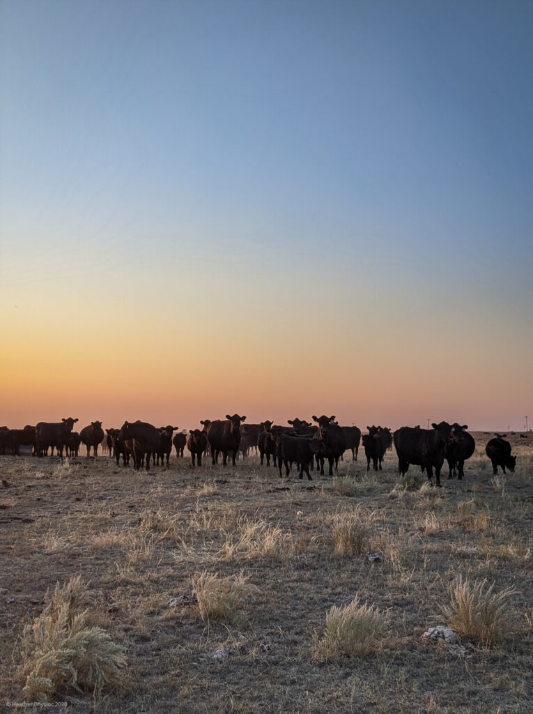 Herd of Cattle at Ranch in Stratton, Colorado