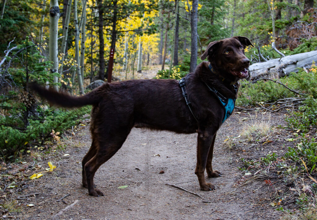 Chocolate Lab Cody at Golden Gate Canyon State Park in Colorado