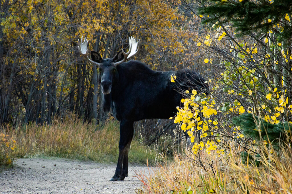 Shiras Male Bull Moose at Golden Gate Canyon State Park in Colorado
