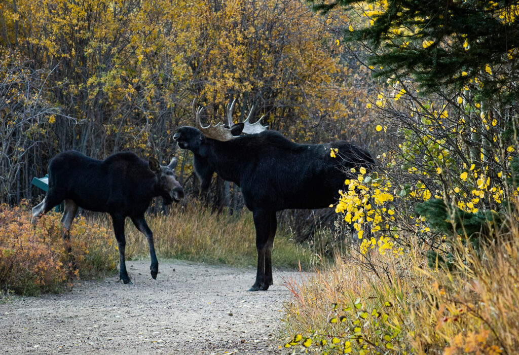 Female & Male Shiras Moose During Rut Season in Colorado