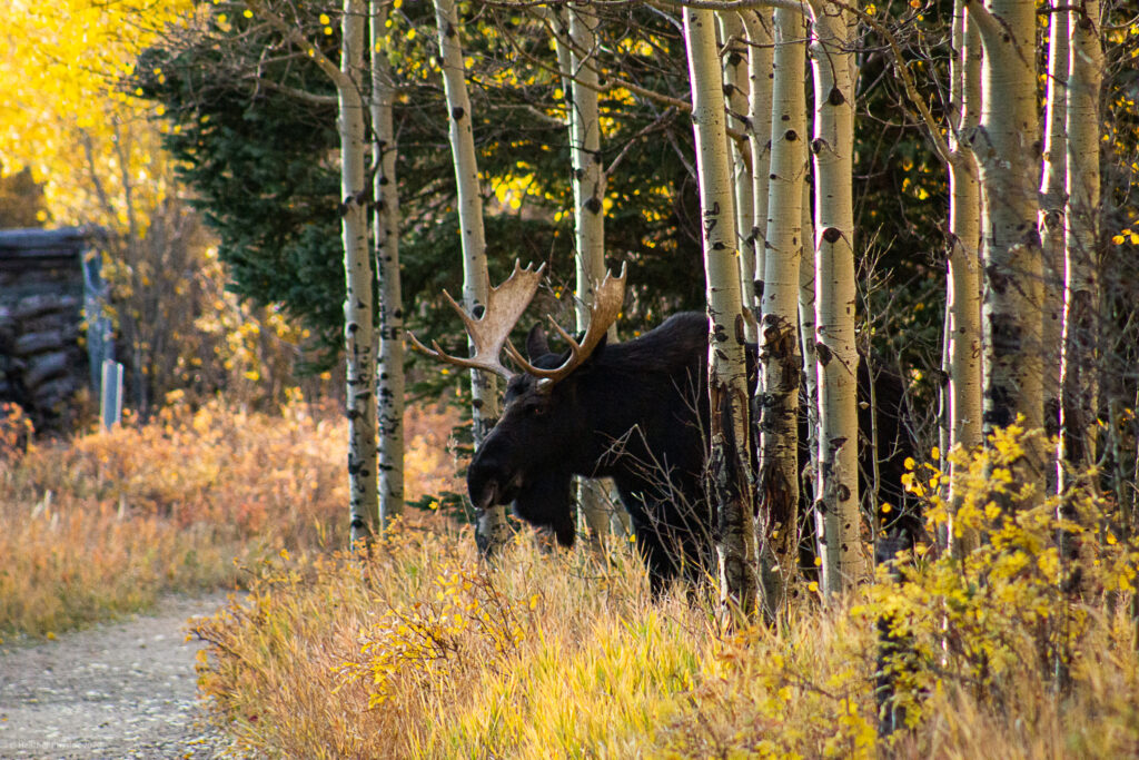 Male Bull Moose Emerging from Aspens at Golden Gate Canyon State Park in Colorado