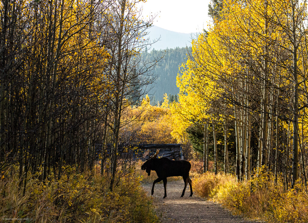 Silhouetted Shiras Bull Moose in Golden Gate Canyon State Park Colorado