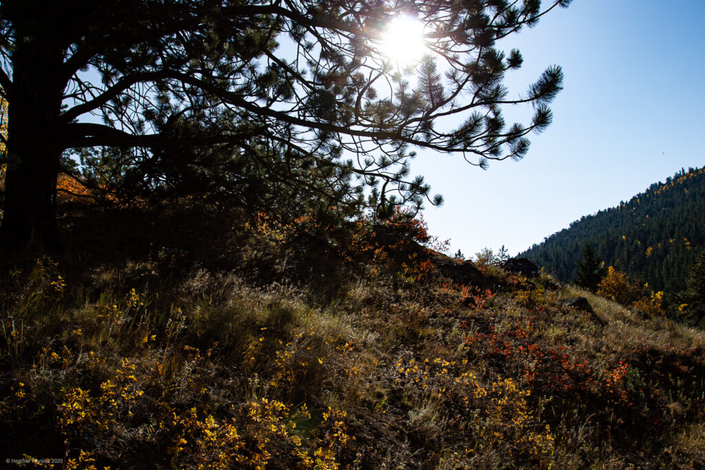 Buffalo Trail at Golden Gate Canyon State Park in Colorado