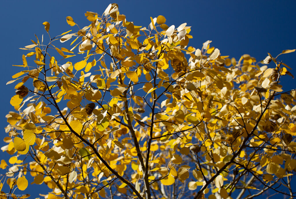 Yellow Aspen Leaves Against a Clear Blue Colorado Sky