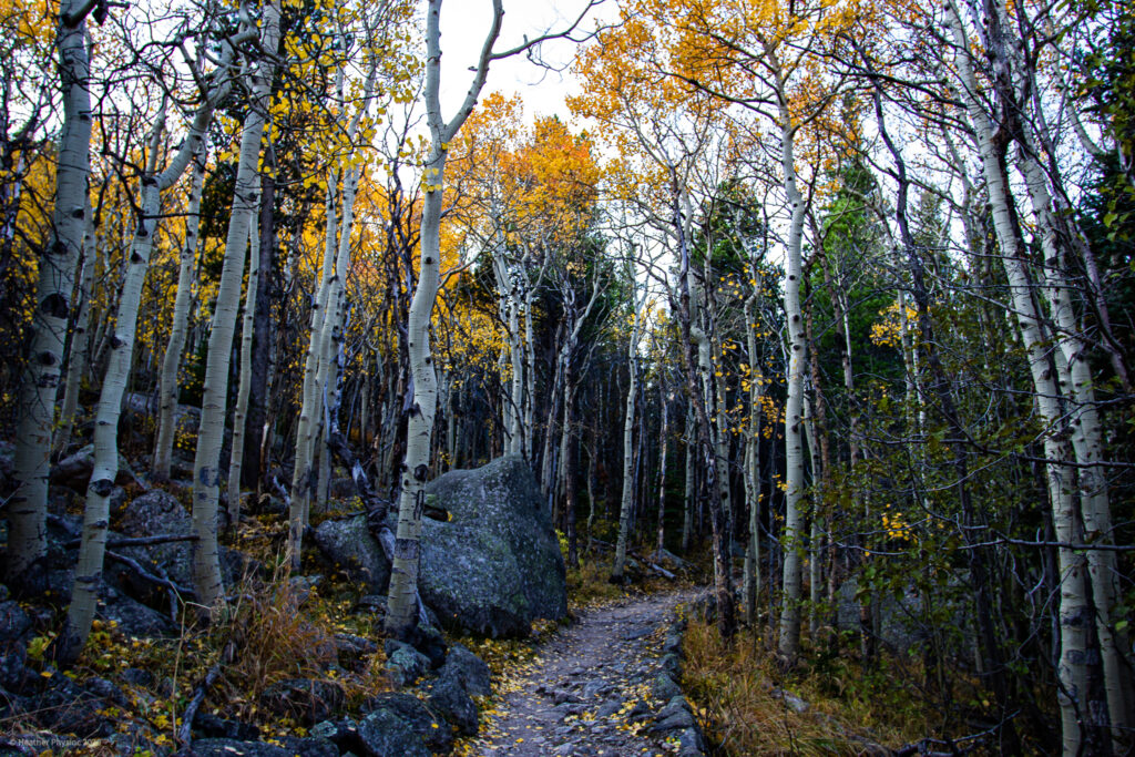 Autumn Aspens on Trail in Rocky Mountain National Park