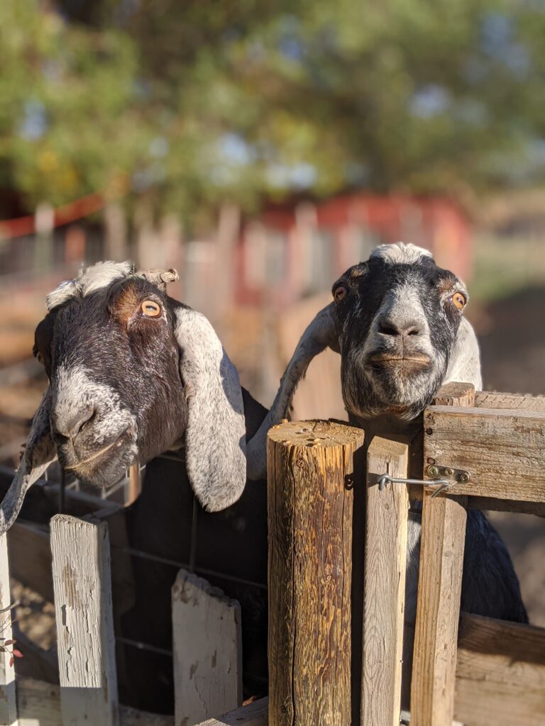 Goats at Yellow Cottage in Montrose, Colorado