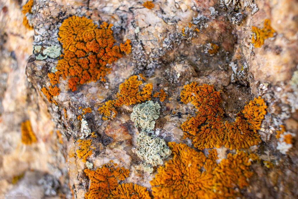 Orange and Green Lichens on Granite at Black Canyon of the Gunnison National Park