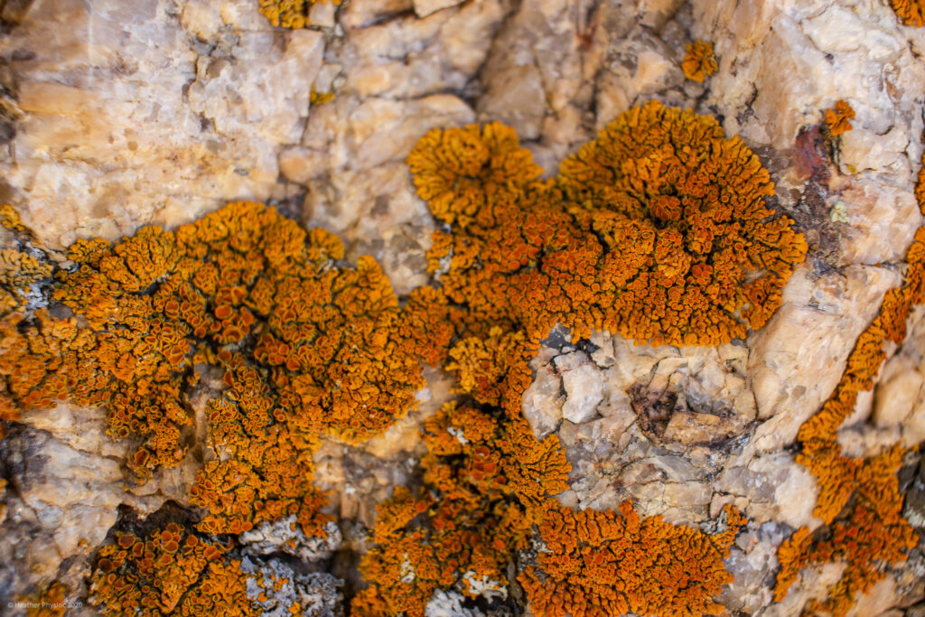 Orange Lichens on Granite at Black Canyon of the Gunnison National Park
