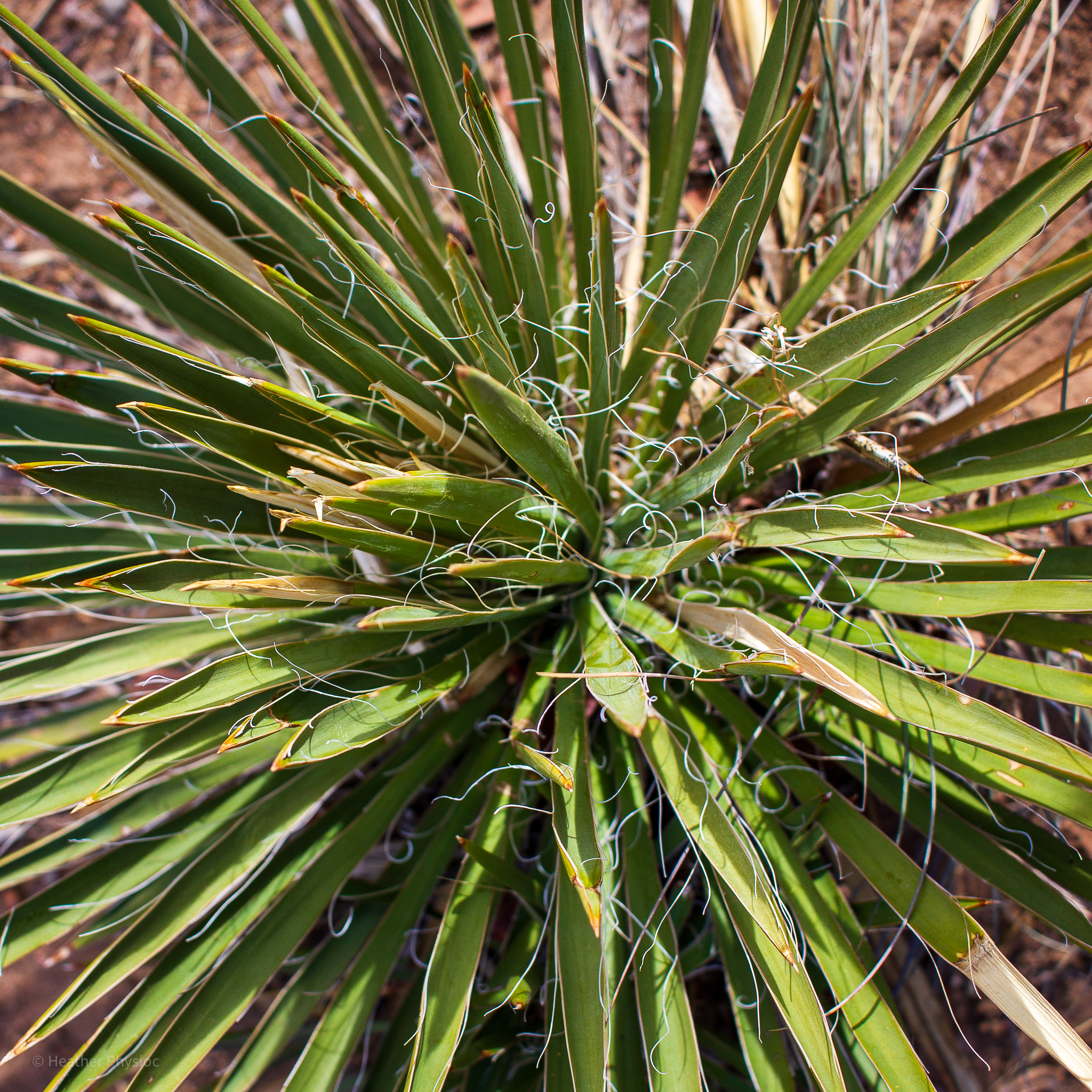 Rocky Mountain yucca at Black Canyon of the Gunnison National Pa