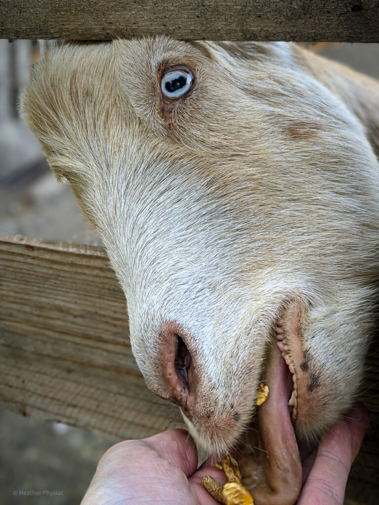 Saanen goat eating feed out of a hand at Yellow Cottage goat farm in Montrose, CO