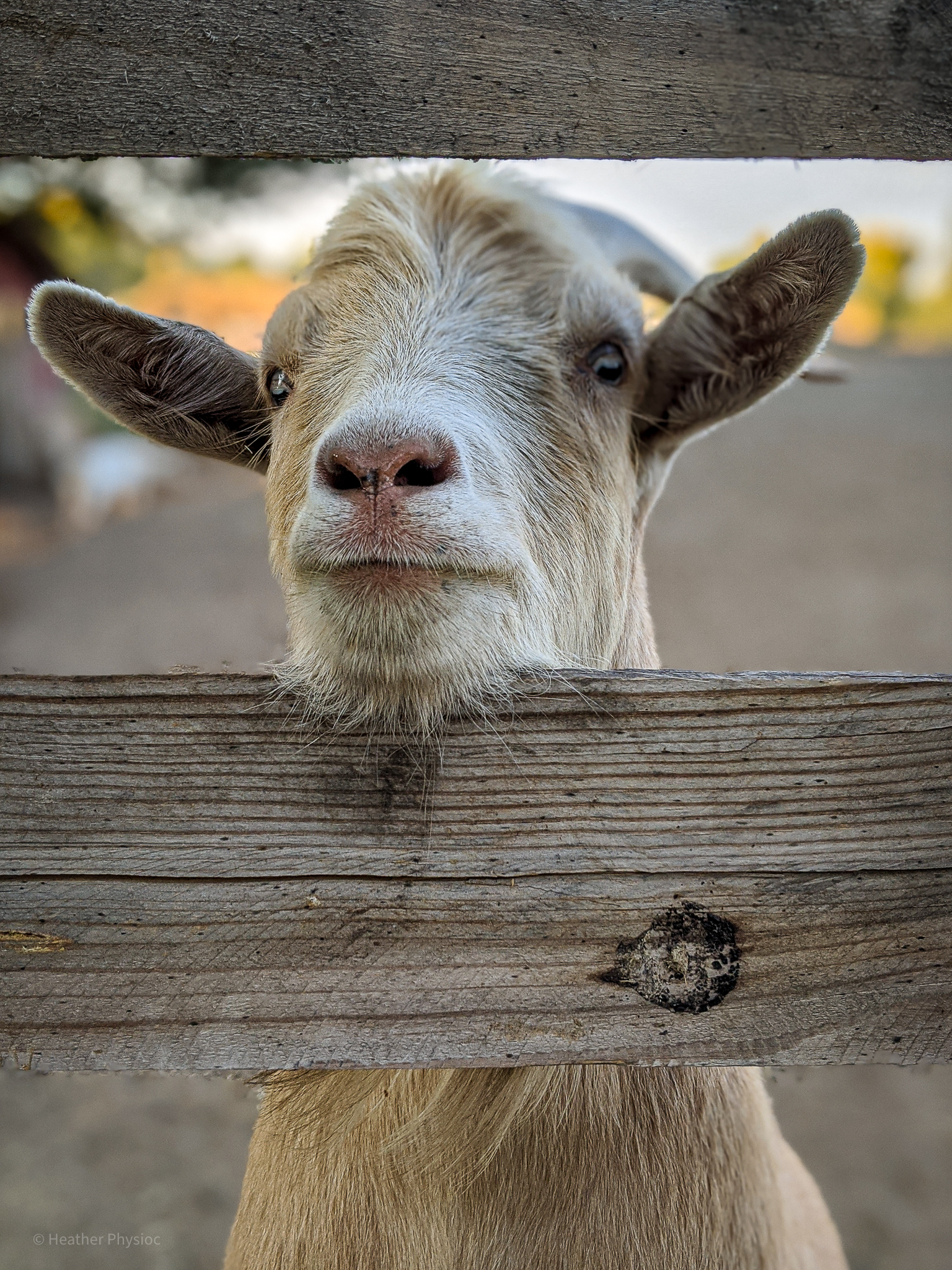 Saanen goat eating at gate at Yellow Cottage goat farm in Montrose, CO