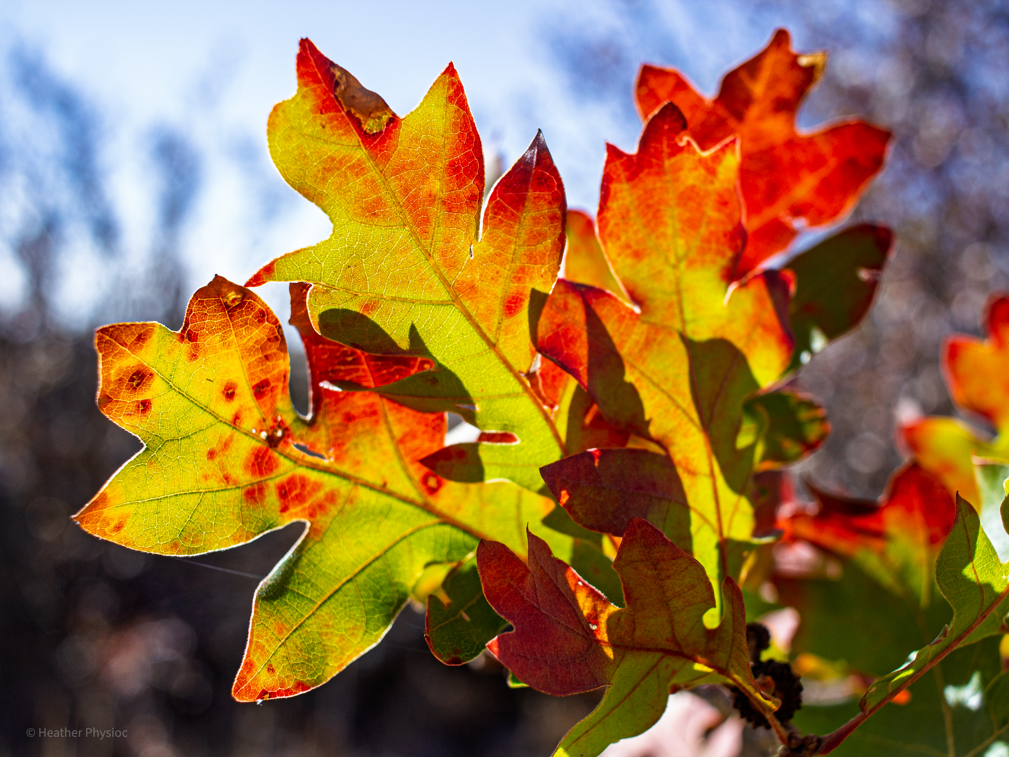Leaves in bright fall colors at Black Canyon of the Gunnison National Park