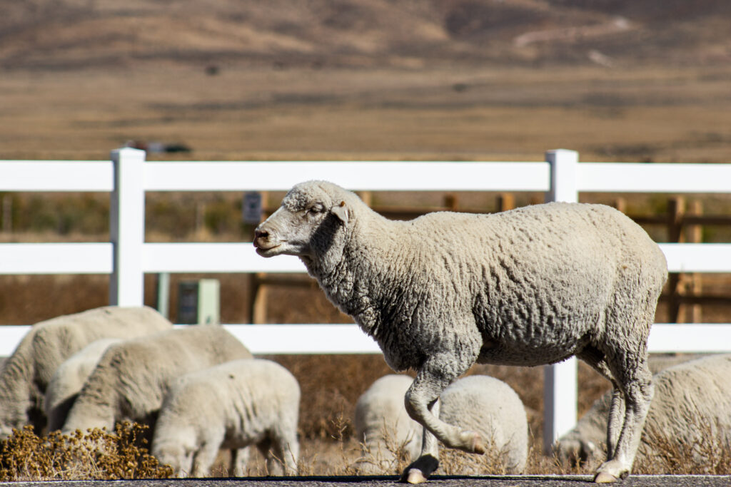 Sheep in Antimony, Utah