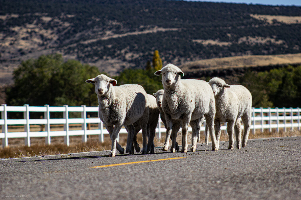 Flock of Sheep Herding on a Road in Antimony, Utah