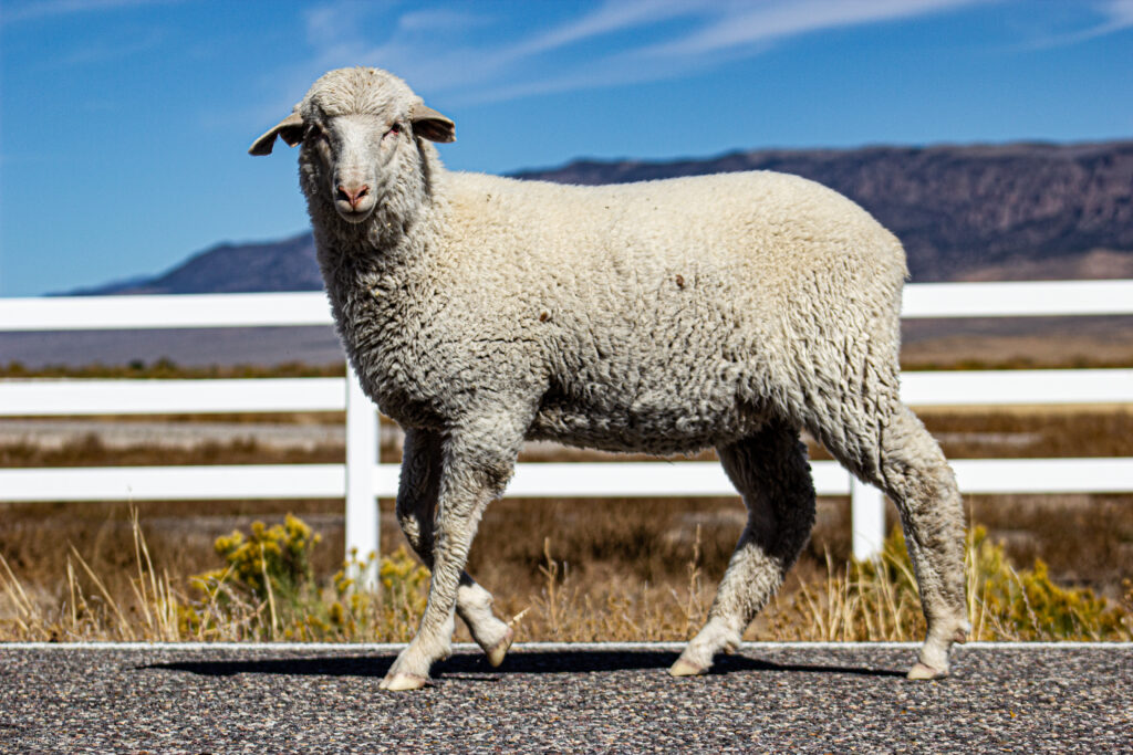 Sheep in Antimony, Utah