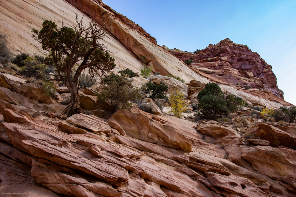 Trees Growing in Sedimentary Rocks Capitol Reef National Park in Utah