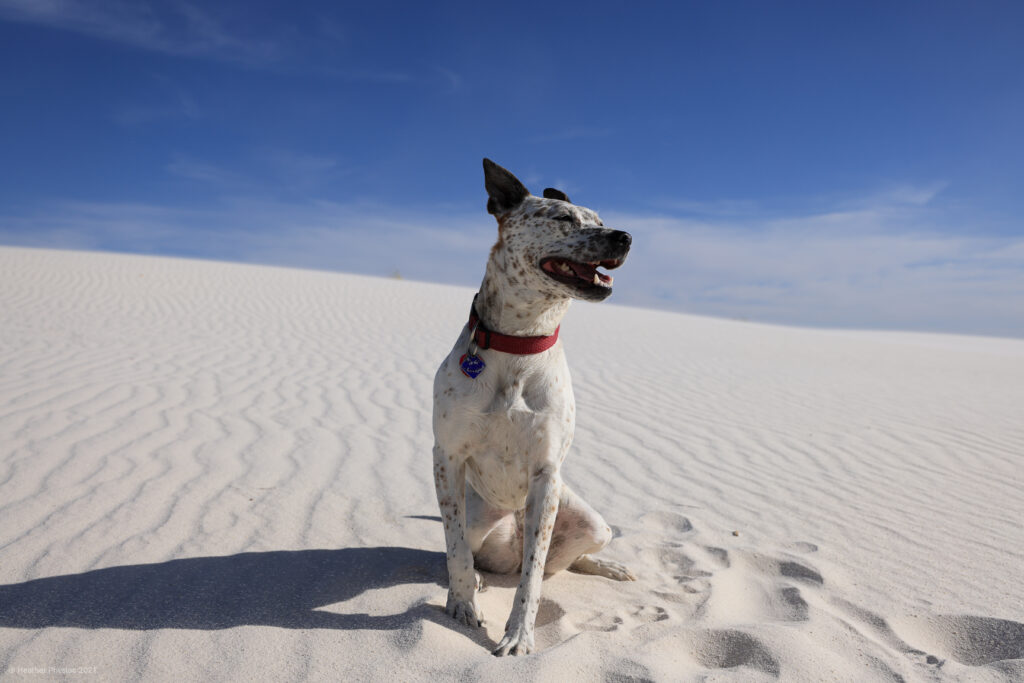 Poppy Australian Cattle Dog Mix on a Sand Dune at White Sands National Park in New Mexico
