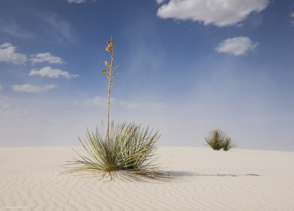 Soaptree Yucca & Grasses at White Sands National Park in New Mexico