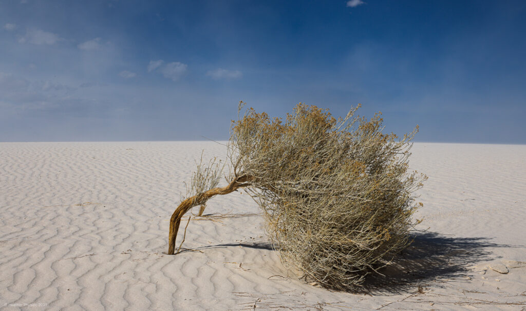 Windswept Brush at White Sands National Park in New Mexico