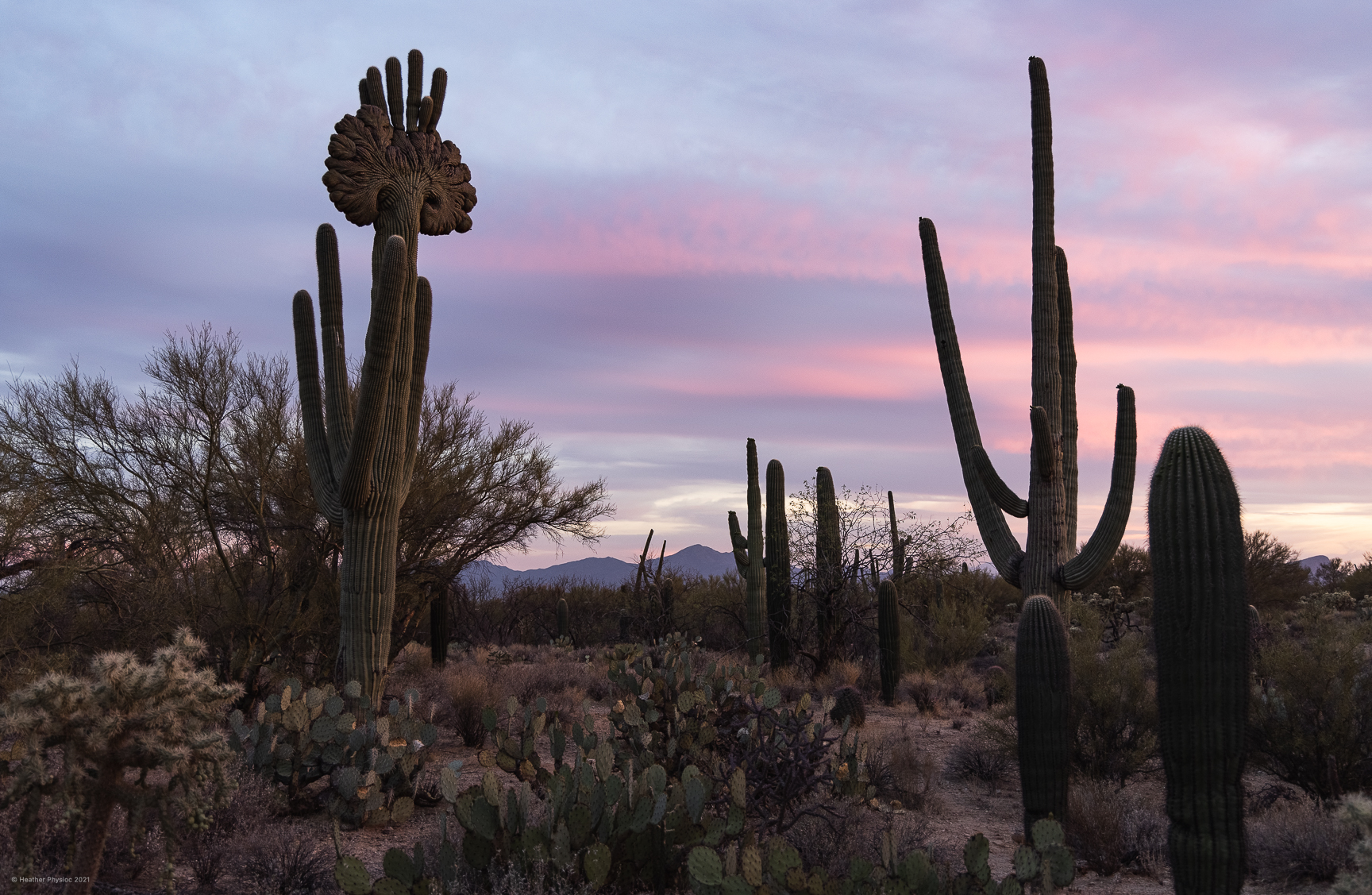 Saguaro cactuses are under threat because of climate change