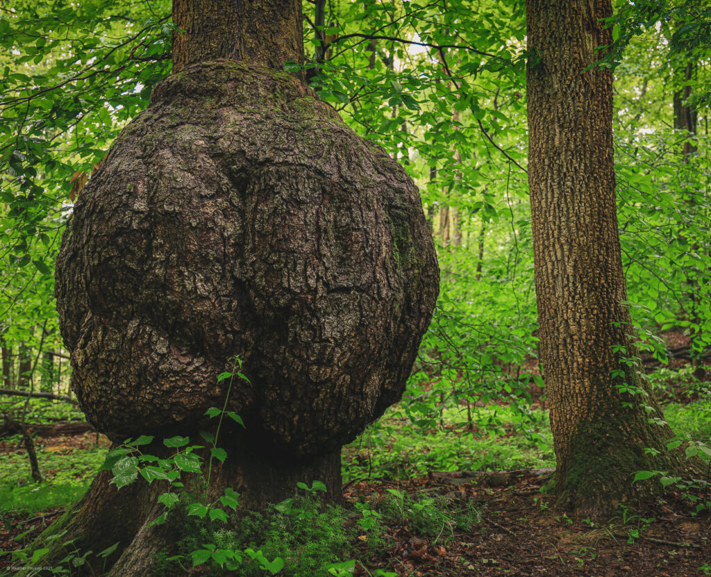 Knobstone Trail Giant Tree Burl