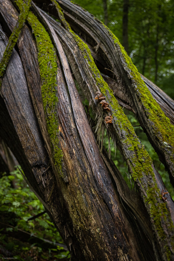 Unspooling Dead Tree Serves as Nurse Log for Lichens & Fungus on Knobstone Trail in Indiana