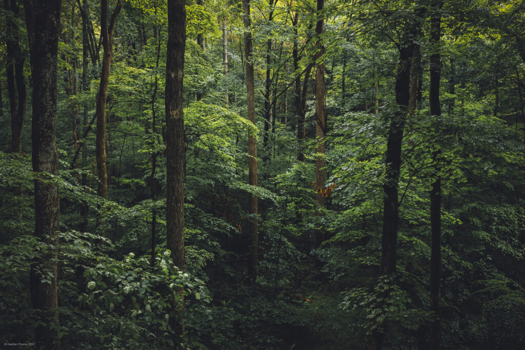 Misty Woodland Forest at Jackson/Washington State Forest on the Knobstone Trail in Indiana