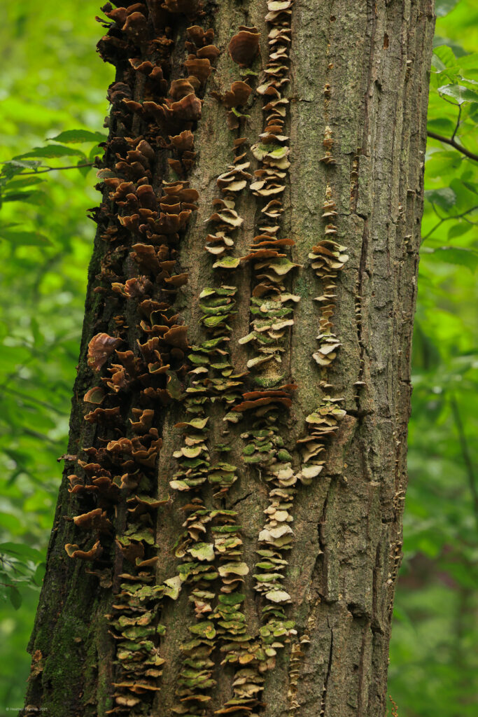 Tri-Colored Tree Fungus - Brown, Green & White - on Knobstone Trail in Indiana