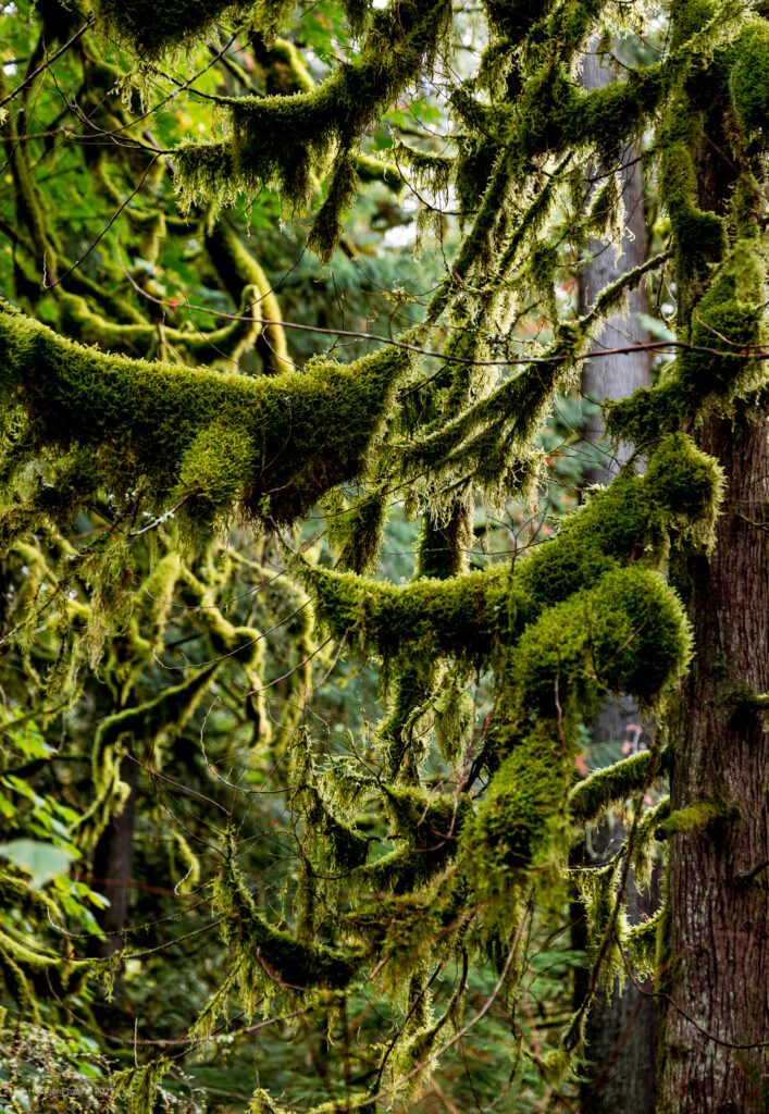 Drooping, Mossy Branches on the Snoqualmie Falls Hike Near Seattle Washington