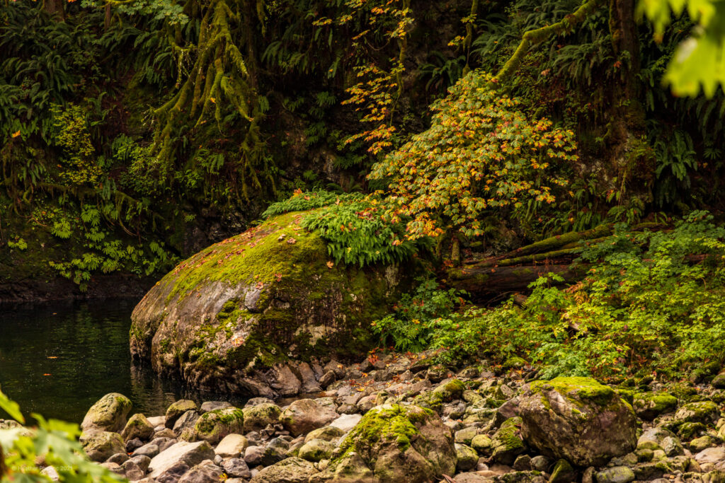 Moss-Covered Stone Nestled in the Water with Autumn Leaves Turning Orange on the Snoqualmie Falls Hike Near Seattle Washington