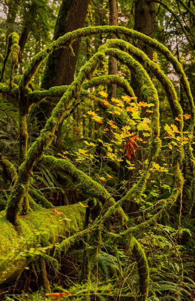 Fallen Nurse Log Covered in Moss with Dramatically Curled and Moss-Covered Branches on the Snoqualmie Falls Hike in Seattle, Washington