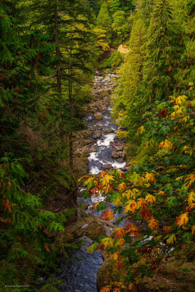 A small tributary of the Snoqualmie River bisects the frame with a pop of autumn color in the foreground on the Snoqualmie Falls hike near Seattle, Washington