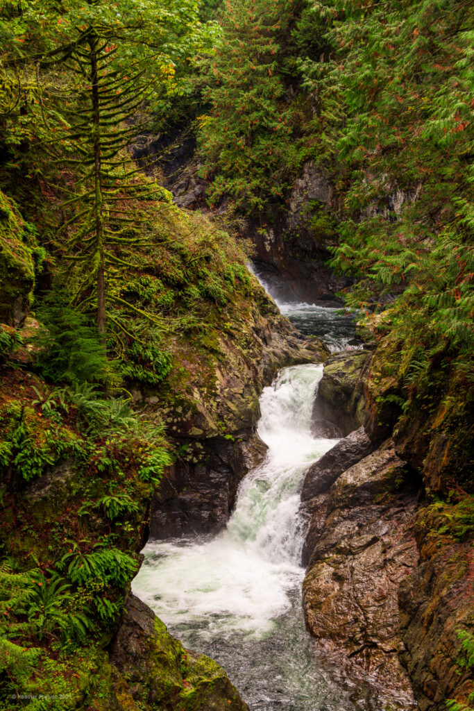 A segment of the snowmelt pours down the rocks in a small waterfall surrounded by damp moss and ferns on the Snoqualmie Falls hike near Seattle, Washington