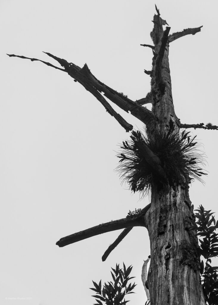 Barren Tree in the Fog at El Picacho, Tegucigalpa, Honduras