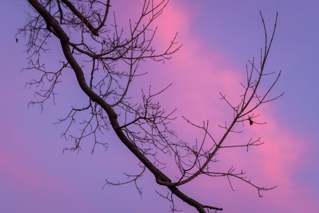 Bare Branch at Sunset in Winter at Loose Park in Kansas City, Missouri