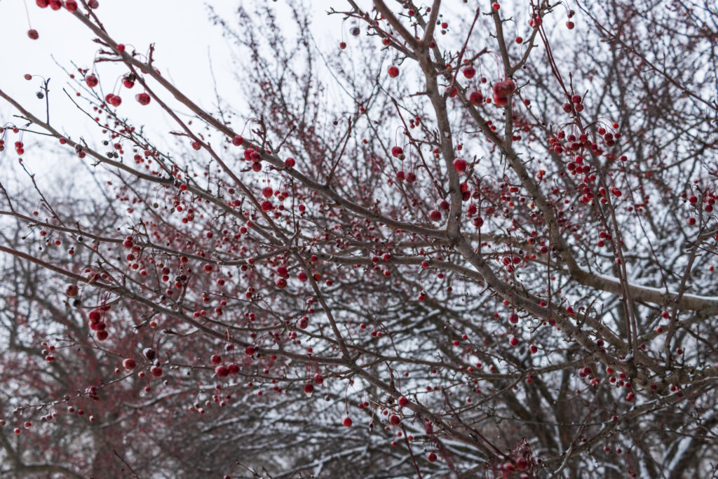 Frozen Red Tree Berries in Winter at Loose Park in Kansas City, MO